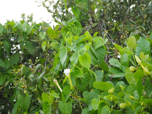 Ipomoea violacea