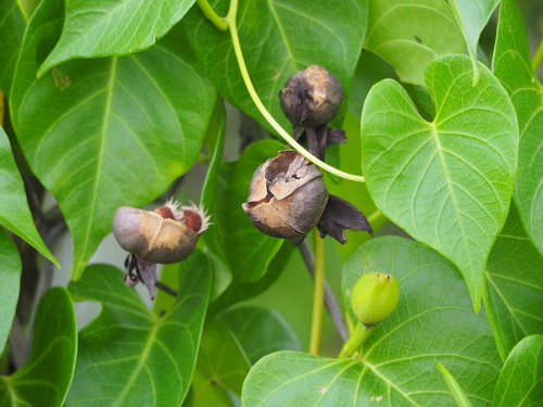 Ipomoea violacea