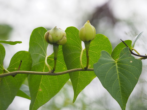 Ipomoea violacea