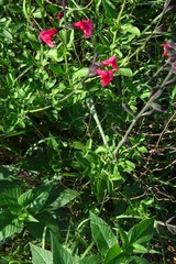Campsis