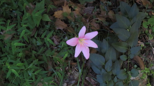 Image of Zephyranthes carinata by (c) yajapin, some rights reserved (CC BY)