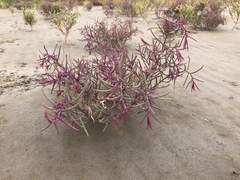 Suaeda glauca