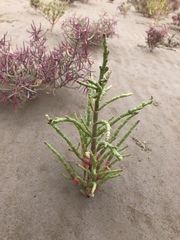 Suaeda glauca