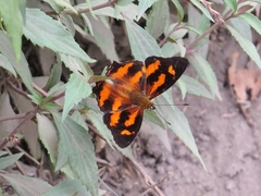 Symbrenthia hypselis