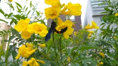 Pygodasis ephippium ephippium