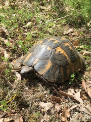Testudo graeca ibera