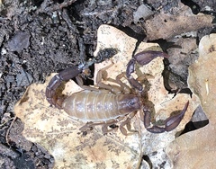 Pseudouroctonus apacheanus