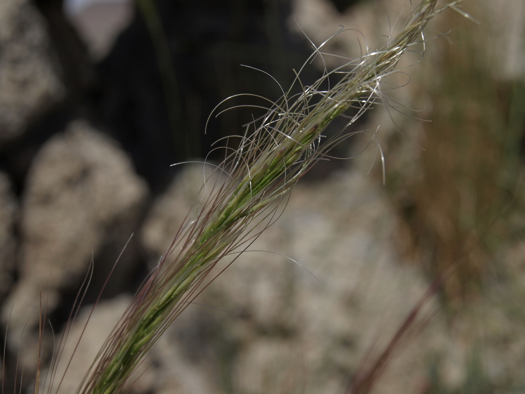 mormon needle grass