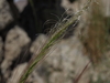 Mormon Needle Grass - Photo (c) Jim Morefield, some rights reserved (CC BY), uploaded by Jim Morefield