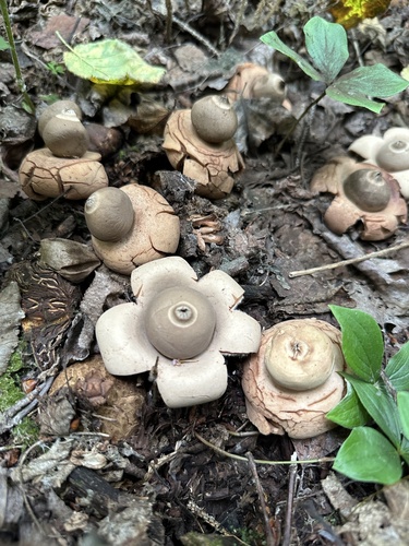Collared Earthstar