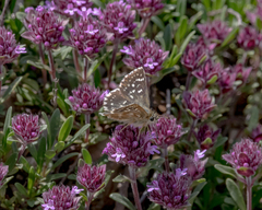 Spialia