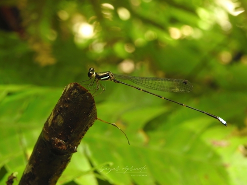 Protosticta rozendalorum