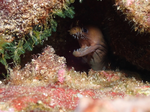 Slankkaak-murene (Enchelycore octaviana) — Muraenidae — 4