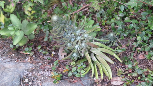 Orostachys polycephala (Makino) Hara 3
