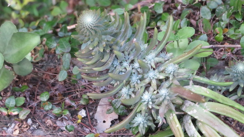 Orostachys japonica