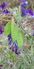 Vicia villosa villosa