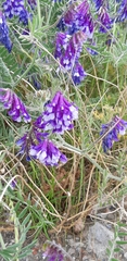 Vicia villosa villosa