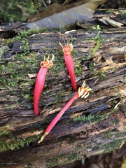 Benthamina alyxifolia, photograph Samuel Frankel, CC BY, iNaturalist via GBIF