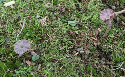 Laccaria amethystina
