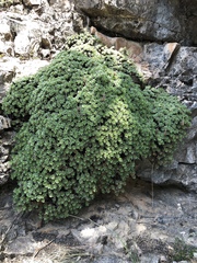 Petrophytum caespitosum