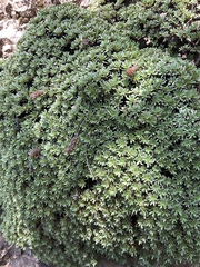 Petrophytum caespitosum