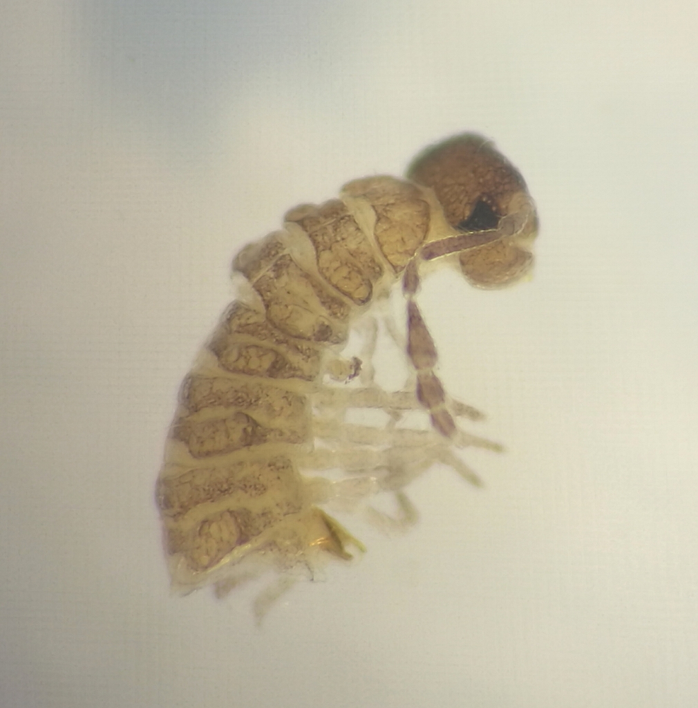 Opisthocheiron penicillatum