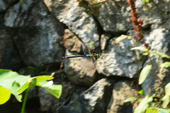 Anax nigrofasciatus