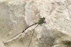 Sieboldius alexanderi