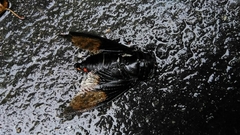 Cryptotympana holsti