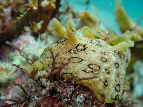 White-speckled Seahare