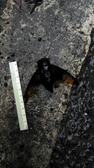 Cryptotympana holsti