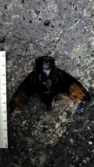 Cryptotympana holsti