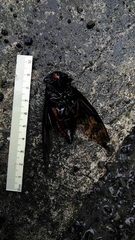 Cryptotympana holsti