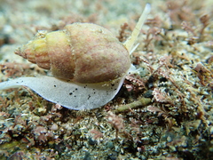 Nassarius spiratus