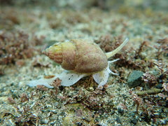 Nassarius spiratus