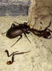 Carabus morbillosus