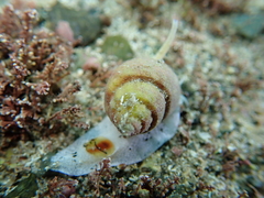 Nassarius spiratus