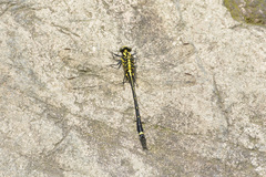 Asiagomphus septimus