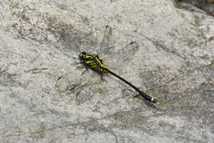 Asiagomphus septimus