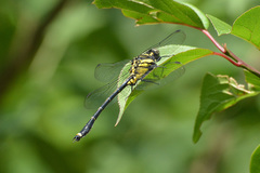Asiagomphus septimus