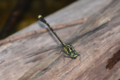 Asiagomphus septimus