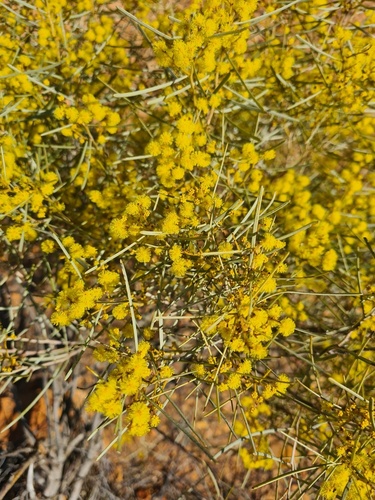 Whirrakee wattle (Acacia williamsonii)