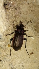 Carabus morbillosus