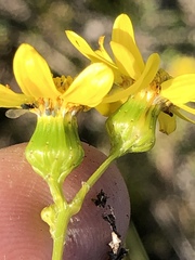 Senecio ilicifolius