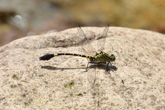Merogomphus pavici