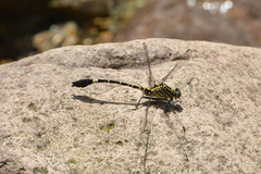 Merogomphus pavici