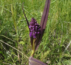 Dactylorhiza incarnata cruenta