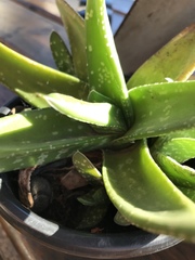 Gasteria