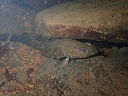Spotted sleeper (Eleotris picta) — Eleotridae