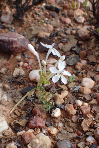 Lapeirousia pyramidalis